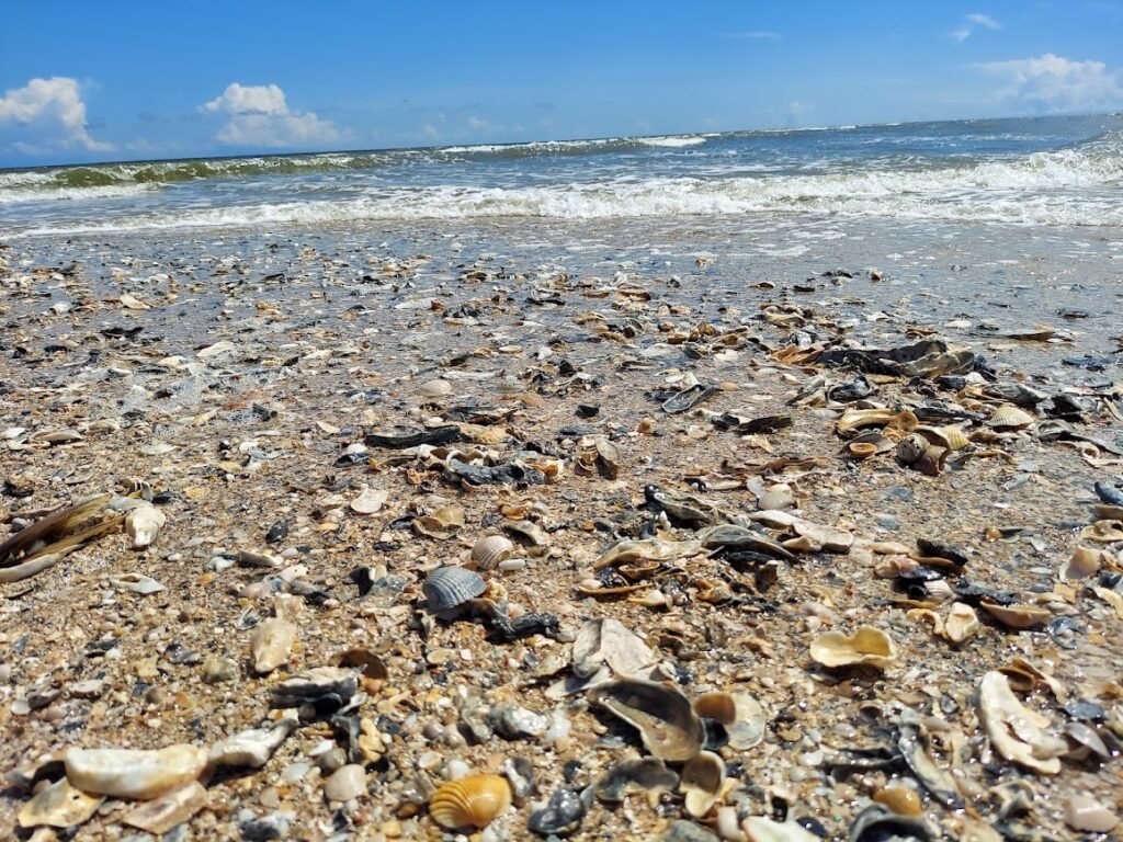 Seashells covering the shoreline at Botany Bay Beach in South Carolina