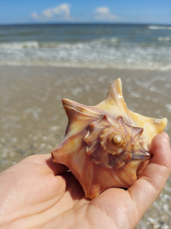 Large seashell found on the beach at Botany Bay, South Carolina
