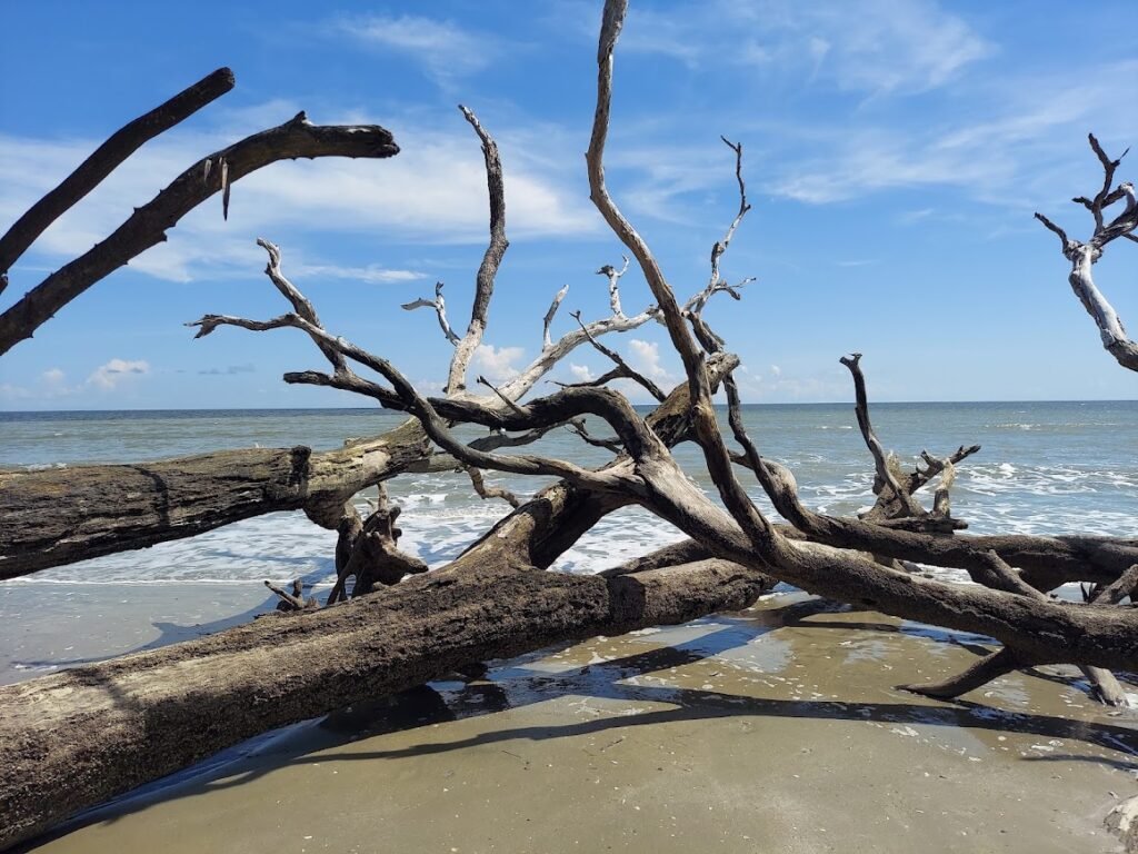 Dead trees along the eroding shoreline at Botany Bay, South Carolina