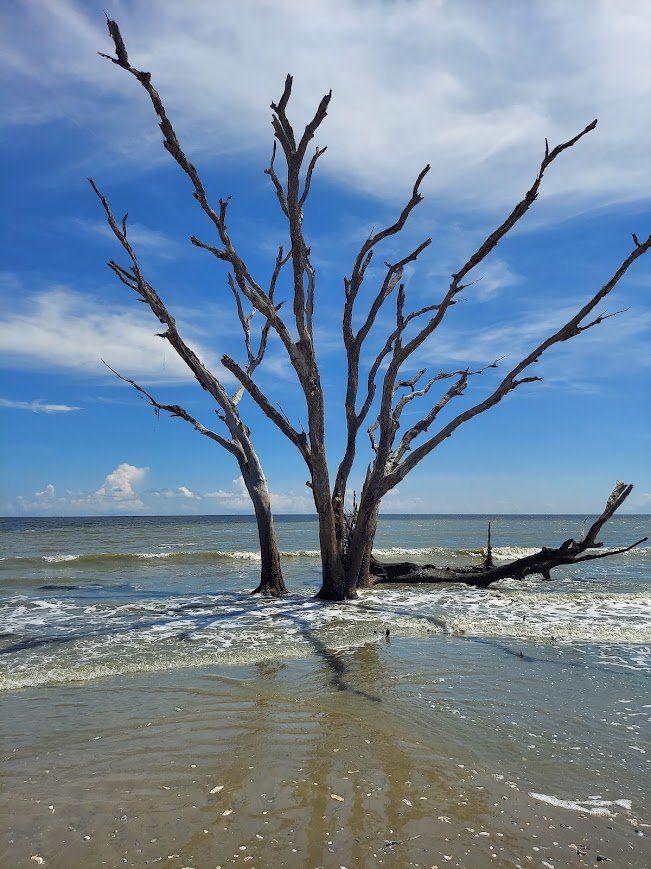 Dead trees standing in the ocean at Botany Bay Beach, South Carolina