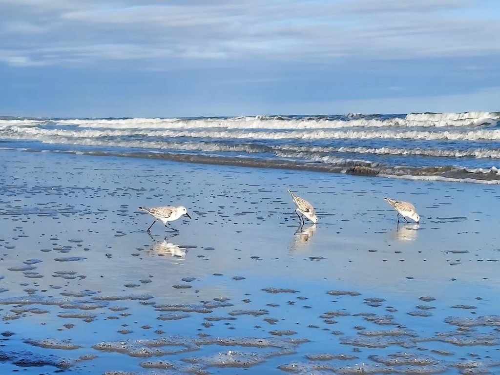 Three shorebirds feeding in shallow water at Kiawah Island Beach, South Carolina.